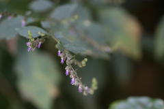 Pogostemon paniculatus